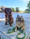 Two happy dogs in Battersea Park in London Royalty Free Stock Photo