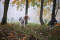 Two happy dogs-beagle and siberian husky running and playing in autumn park Royalty Free Stock Photo