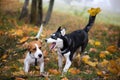 Ywo happy dogs in autumn park