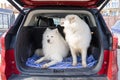 Two happy dogs in the car are waiting for journey. Beautiful Samoyed dog on the backseat . animal concept Royalty Free Stock Photo