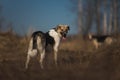 Two dogs running on the field at sunny day Royalty Free Stock Photo