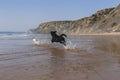 two happy dogs having fun at the beach. Running by the sea shore with reflection on the water at sunset. Cute small dog and black Royalty Free Stock Photo