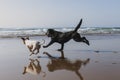 Two Happy Dogs Having Fun At The Beach. Running By The Sea Shore With Reflection On The Water At Sunset. Cute Small Dog, Black