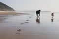 two happy dogs having fun at the beach. Running by the sea shore with reflection on the water at sunset. Cute small dog, black Royalty Free Stock Photo