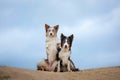 Two happy dogs hugging together for a walk. Pets in nature. border collie in the field against the sky