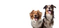 Two happy dogs isolated on transparent background, Happy smiling dogs front view for banner, design, advertisement, website