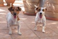 Two happy dogs jack russell terrier