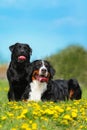 Two happy dogs lie in the summer outdoors Royalty Free Stock Photo
