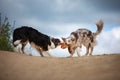 Two happy dogs play together for a walk. Pets in nature. border collie in the field against the sky