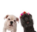 Two happy dogs posing for the camera Royalty Free Stock Photo