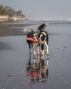 Two border collie dogs running on the beach sharing a red toy Royalty Free Stock Photo