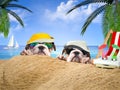 Two happy dogs in the sand on the beach. Ocean, palm trees, tourist vacation