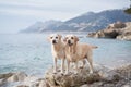 two happy dogs on the sea. Cute pet couple. Labrador Retriever in nature. Royalty Free Stock Photo