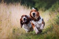 Two happy basset hounds running across the field Royalty Free Stock Photo