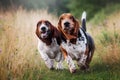 Two happy basset hounds running across the field Royalty Free Stock Photo