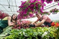 Two happy gardeners in aprons work with flowers plants in the nature greenhouse garden Royalty Free Stock Photo