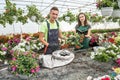 two happy gardeners in aprons work with flowers plants in the nature greenhouse garden Royalty Free Stock Photo