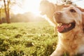 Two happy Golden Retriever dogs have a walk in the park. Beautiful sunshine Royalty Free Stock Photo