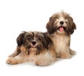 Two happy havanese dog isolated on white background