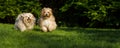 Two happy havanese dog is running towards the camera in the grass Royalty Free Stock Photo