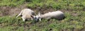 Two happy lambs with round bellies in dreamland Royalty Free Stock Photo