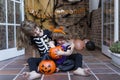 two happy little sisters having fun at home wearing halloween costumes and playing with pumpkins. Trick or treat. Indoors. Royalty Free Stock Photo