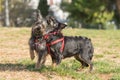 Two happy mini dogs playing at a park. Royalty Free Stock Photo