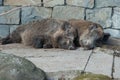 Two happy pigs sleeping after lunch in Bern zoo Royalty Free Stock Photo