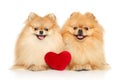 Two happy Pomeranian lie on a white background