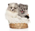 Two happy Pomeranian puppies in a wicker basket