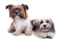 Two happy puppies posing Royalty Free Stock Photo