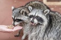 Two happy raccoons eat a treat from their hands