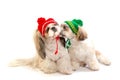 Two happy shih-tzu puppies kisses