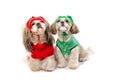 Two happy shih-tzu puppies sitting in winter clothes