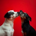 Two happy small dogs couple in love kissing on red background Royalty Free Stock Photo