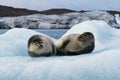 Two Happy Smiling Harbour Seals Chilling on Iceberg in Iceland Royalty Free Stock Photo