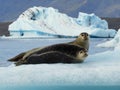 Two Happy Smiling Harbour Seals Chilling on Iceberg in Iceland