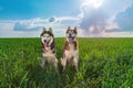 Two happy smiling siberian husky dogs sitting side bu side on summer green meadow against blue sky. Copy space. Royalty Free Stock Photo