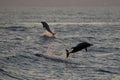 Two happy striped dolphins juming at sunset Royalty Free Stock Photo