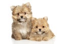 Two happy yorkie-pomeranian mix puppies