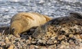 Harbor seals atop a rocky outcrop next to a body of water Royalty Free Stock Photo