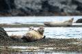 Two harbor seals lying on a seashore and looking into the camera Royalty Free Stock Photo