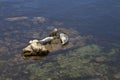 Two harbor seals sunning on rocks in bay Royalty Free Stock Photo