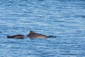 Female harbour porpoise and it`s young