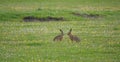 Two hares face off on the machair