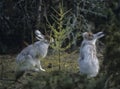 Two hares nibbling on small tree