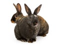 Two Harlequin Cross Breed Rabbits Royalty Free Stock Photo