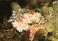 Two harlequin shrimps - Hymenocera elegans