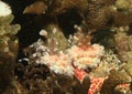 Two harlequin shrimps - Hymenocera elegans