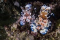 Two Harlequin shrimps Hymenocera picta close up